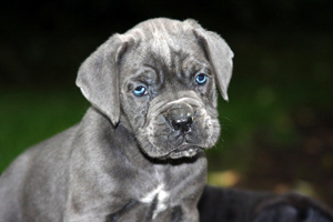 cane corso old world puppies